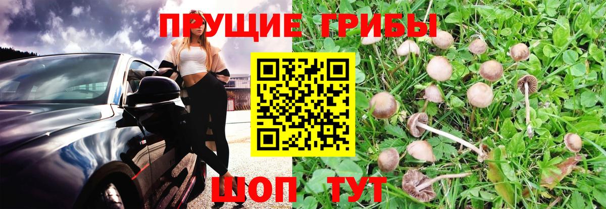 Галлюциногенные грибы GOLDEN TEACHER  Псилоцибиновые грибы прущие грибы  Вход с VPN  Нижний Новгород 